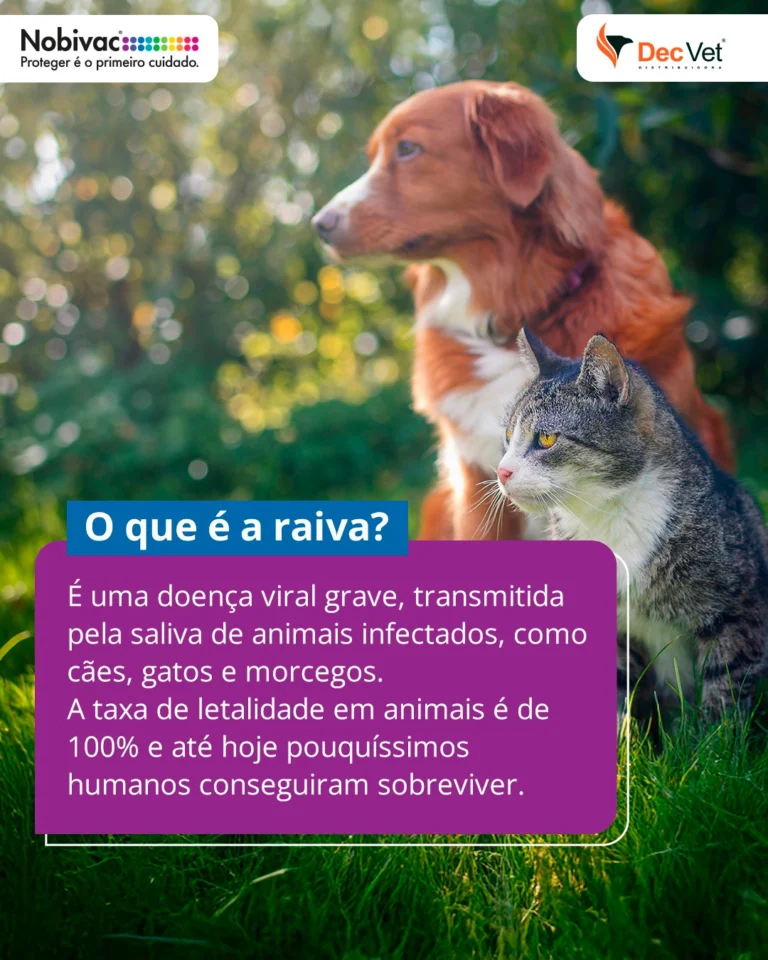 Instagram post from decvetdistribuidora. This post is in position 1.