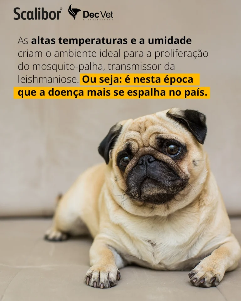 Instagram post from decvetdistribuidora. This post is in position 2.