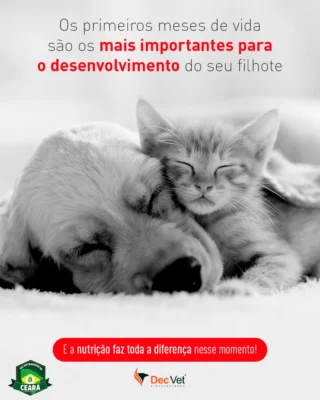 Instagram post from decvetdistribuidora. This post is in position 1.
