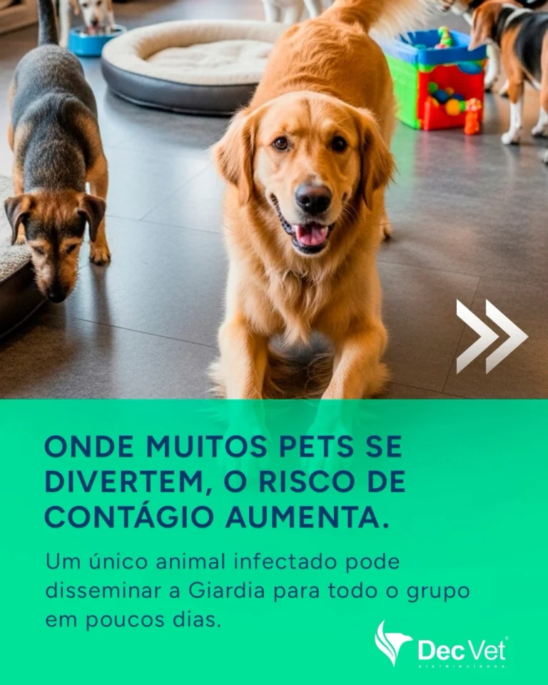 Instagram post from decvetdistribuidora. This post is in position 1.
