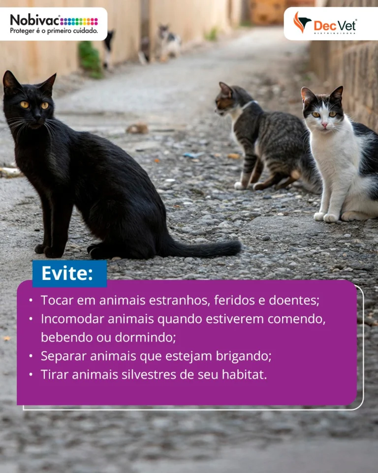 Instagram post from decvetdistribuidora. This post is in position 3.