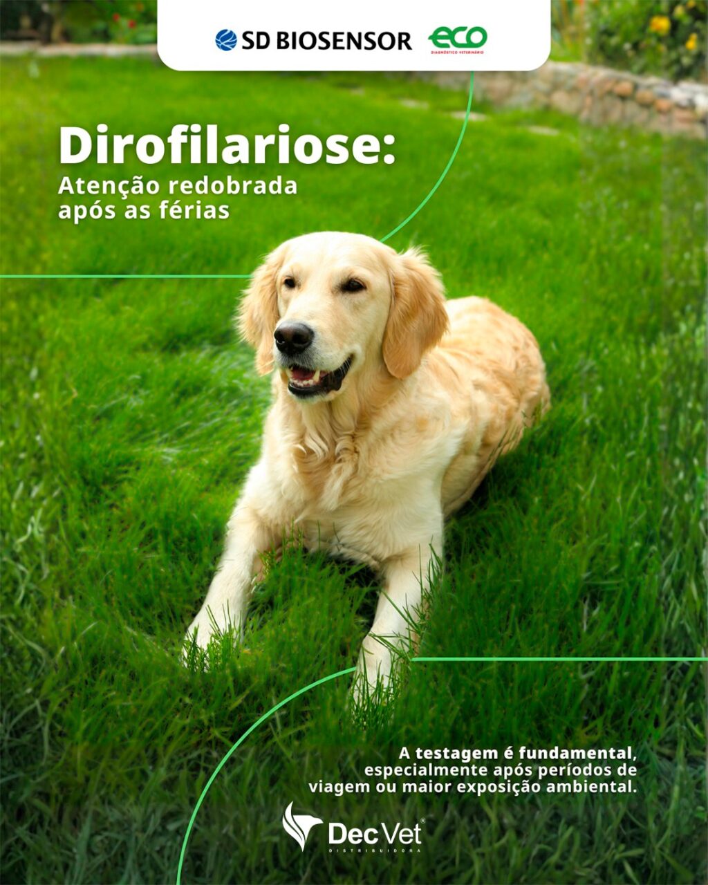 Instagram post from decvetdistribuidora. This post is in position 0.