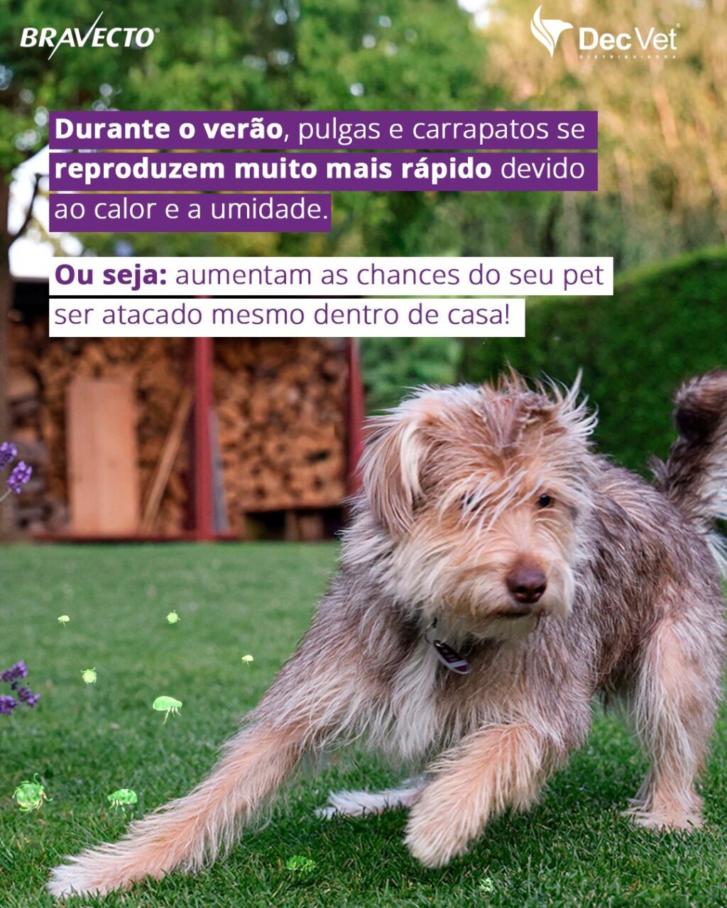 Instagram post from decvetdistribuidora. This post is in position 1.