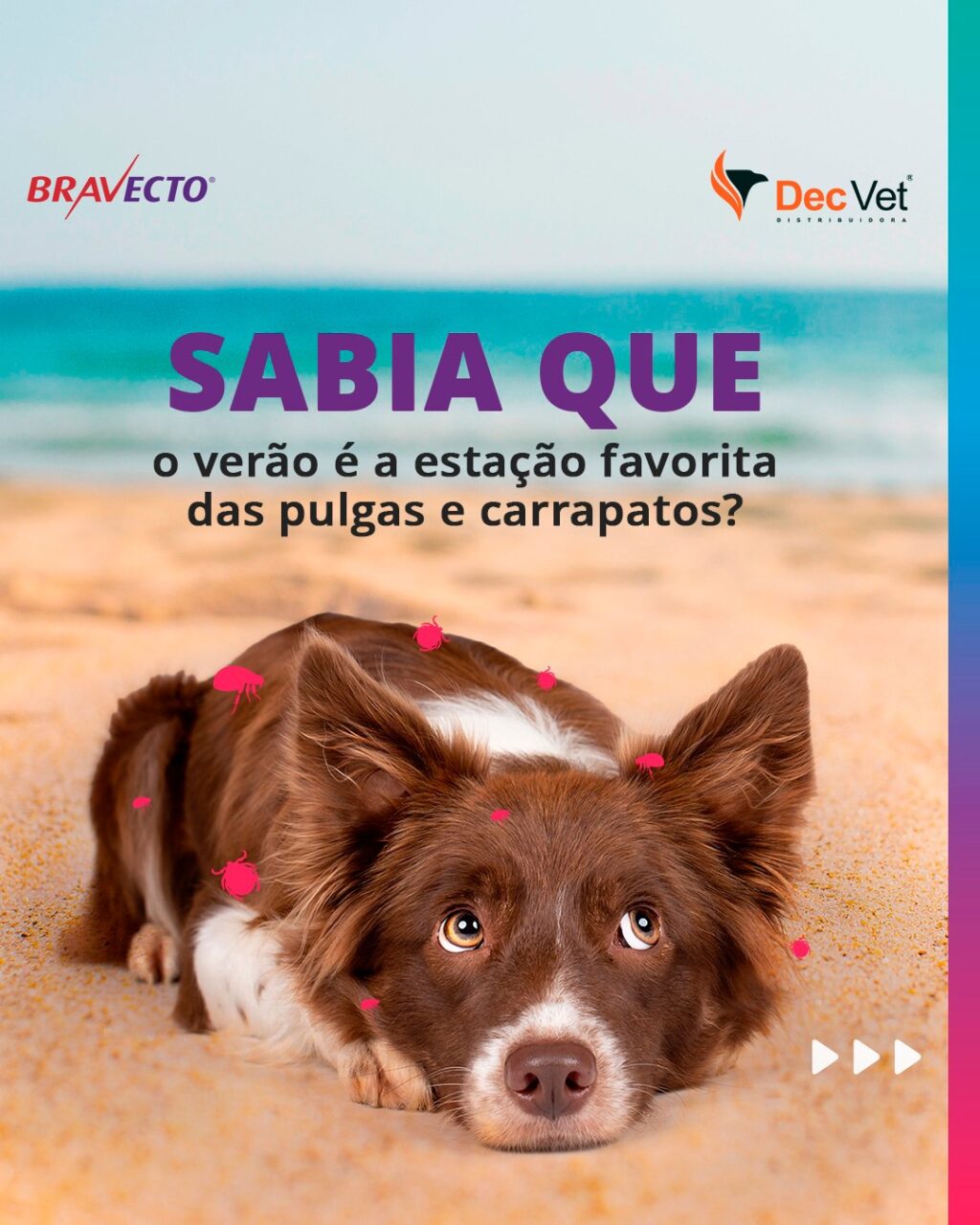 Instagram post from decvetdistribuidora. This post is in position 0.